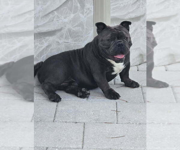 Medium Photo #1 American Bully Puppy For Sale in NORTH PORT, FL, USA