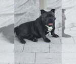 Small Photo #1 American Bully Puppy For Sale in NORTH PORT, FL, USA