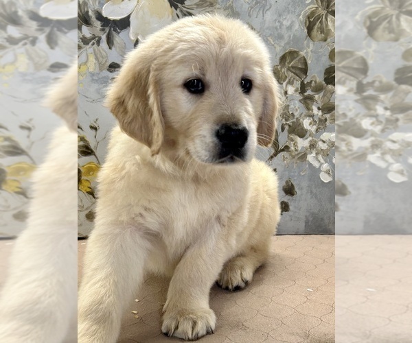 Medium Photo #1 Golden Retriever Puppy For Sale in AMITY, AR, USA