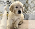 Small Photo #1 Golden Retriever Puppy For Sale in AMITY, AR, USA