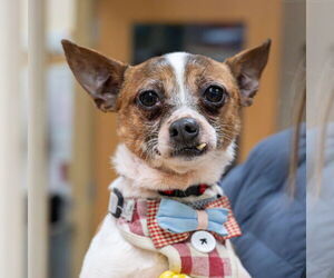 Chihuahua Dogs for adoption in Mundelein, IL, USA