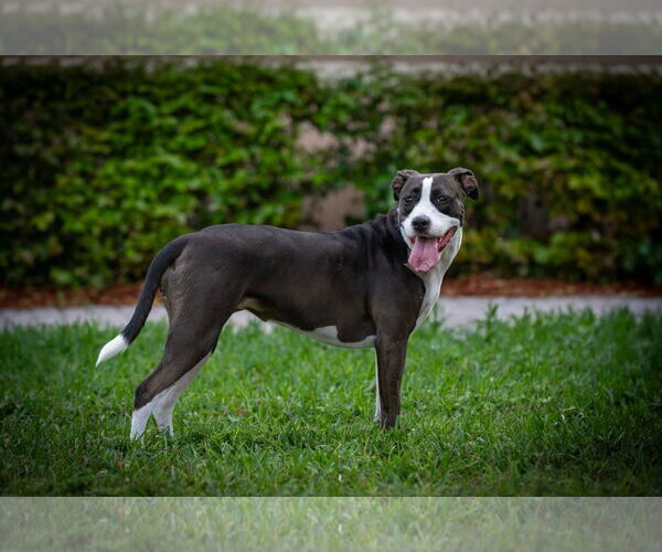 Medium Photo #2 American Staffordshire Terrier Puppy For Sale in miami, FL, USA