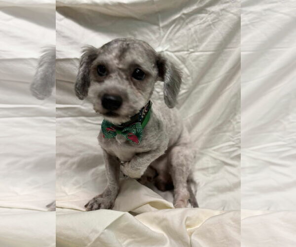 Medium Photo #5 ShihPoo Puppy For Sale in Rustburg, VA, USA