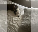 Small #8 Whippet Mix