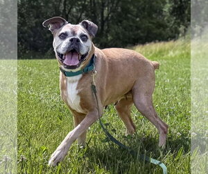 Boxer Dogs for adoption in Woodbury, MN, USA
