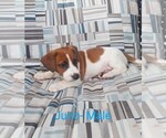 Small Photo #5 Jack Russell Terrier Puppy For Sale in LAWRENCE TOWNSHIP, NJ, USA