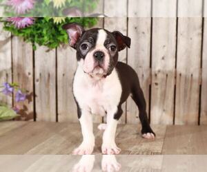 Boston Terrier Puppy for sale in MOUNT VERNON, OH, USA