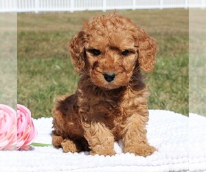 Goldendoodle-Poodle (Miniature) Mix Puppy for sale in EPHRATA, PA, USA