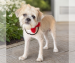 Small Brussels Griffon
