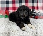 Small Photo #2 Aussiedoodle Miniature  Puppy For Sale in GREENWOOD, IN, USA