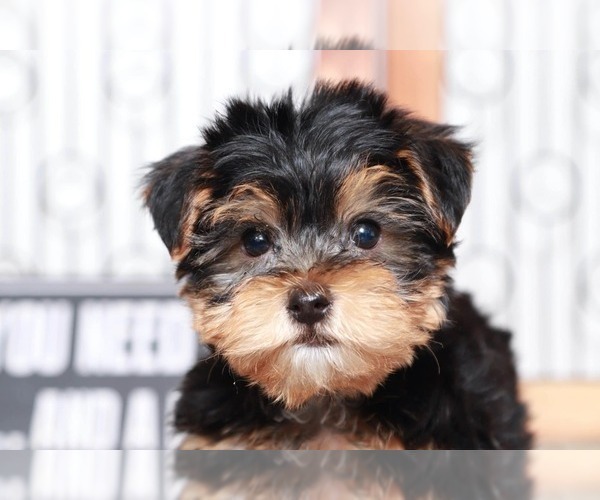Medium Photo #2 Morkie Puppy For Sale in NAPLES, FL, USA