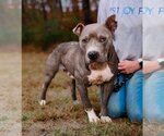 Small Photo #12 American Pit Bull Terrier-Unknown Mix Puppy For Sale in Sparta, TN, USA