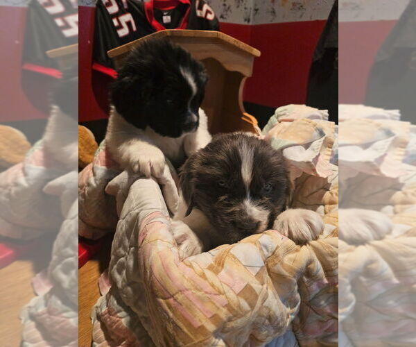 Medium Photo #16 Newfoundland Puppy For Sale in SPRAGUE, WA, USA