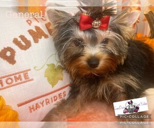 Yorkshire Terrier Puppy for Sale in DAVENPORT, Florida USA