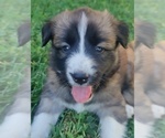 Small Photo #5 Belgian Malinois-Siberian Husky Mix Puppy For Sale in KANSAS CITY, MO, USA