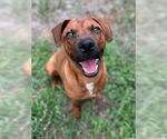 Small Rhodesian Ridgeback Mix