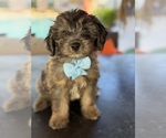 Small #2 Aussiedoodle Miniature 