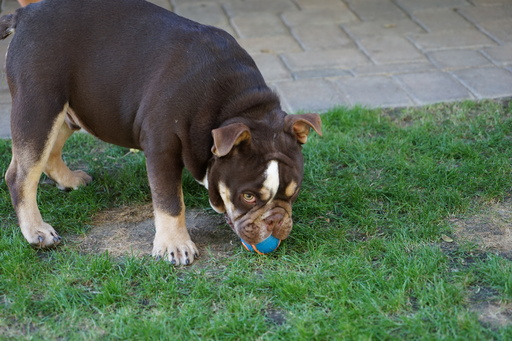 Medium Photo #11 Bulldog Puppy For Sale in LA QUINTA, CA, USA