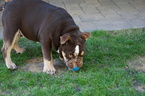 Small Photo #11 Bulldog Puppy For Sale in LA QUINTA, CA, USA