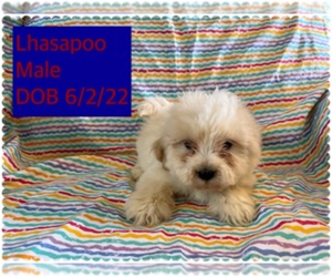 Lhasa-Poo Puppy for sale in AMSTERDAM, MO, USA