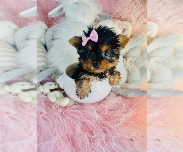 Medium Photo #18 Yorkshire Terrier Puppy For Sale in ORLANDO, FL, USA