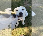 Small #2 Great Pyrenees Mix