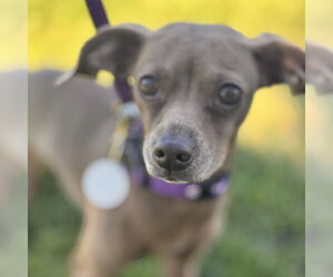 Italian Greyhuahua Dogs for adoption in Pittsburg, CA, USA