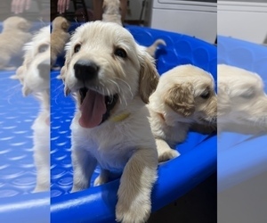 Golden Retriever Puppy for Sale in TRINITY, Alabama USA