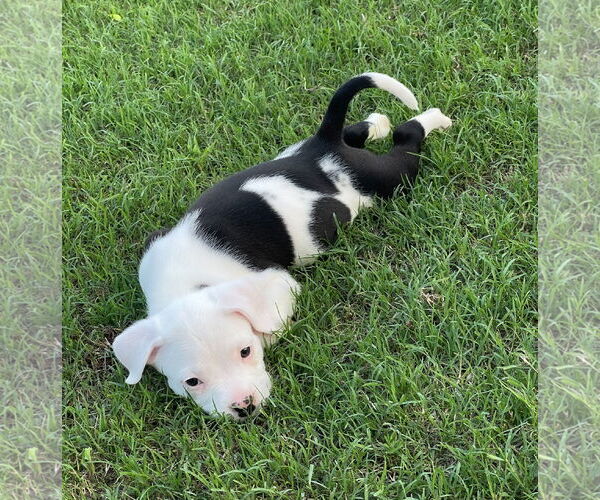 Medium Photo #4 Mutt Puppy For Sale in Holly Springs, NC, USA