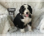 Small #9 Bernedoodle