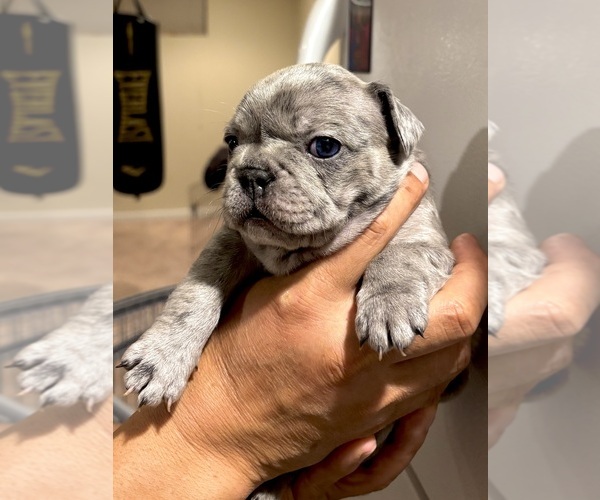 Medium Photo #7 French Bulldog Puppy For Sale in THORNTON, CO, USA