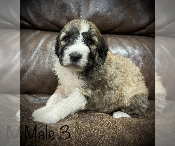 Medium Photo #1 Sheepadoodle Puppy For Sale in TOLEDO, WA, USA
