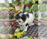 Puppy Archer Alaskan Klee Kai-Poodle (Miniature) Mix