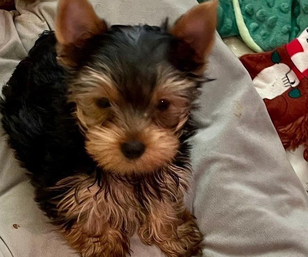 Medium Photo #2 Yorkshire Terrier Puppy For Sale in MADEIRA BEACH, FL, USA