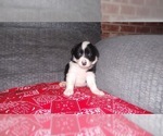 Small Photo #23 Border Collie Puppy For Sale in AIKEN, SC, USA