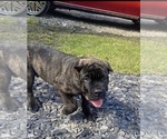 Puppy Puppy 7 Cane Corso