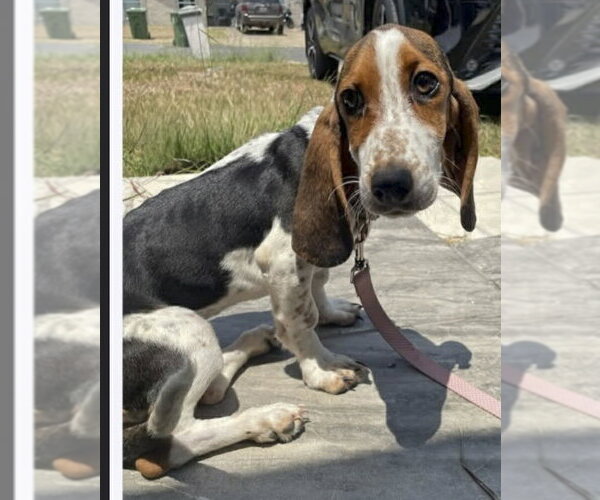 Medium Photo #2 Basset Hound Puppy For Sale in Deepwater, NJ, USA