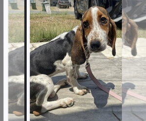 NALA - ADOPTION PENDING! - Female Basset Hound Dog for Adoption - Photo #2