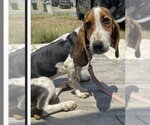 Small Photo #2 Basset Hound Puppy For Sale in Deepwater, NJ, USA