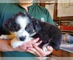 Small Photo #5 Miniature Australian Shepherd Puppy For Sale in MONMOUTH, OR, USA