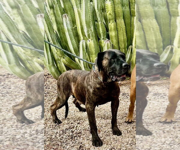 Medium Photo #3 Mutt Puppy For Sale in Goodyear, AZ, USA