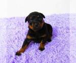 Small Photo #2 Rottweiler Puppy For Sale in NEW HAVEN, IN, USA