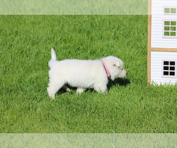 Medium Photo #6 Swiss Shepherd Puppy For Sale in ELOY, AZ, USA