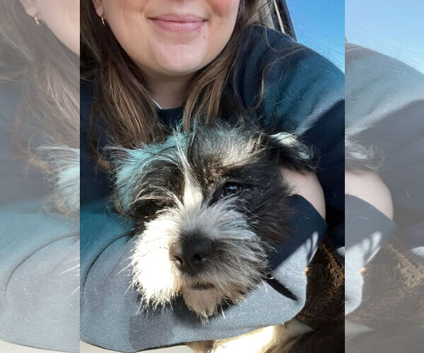 Medium Photo #2 Mutt Puppy For Sale in Grafton, WI, USA