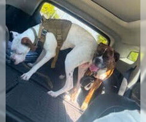 Medium Photo #2 Boxer Puppy For Sale in Austin, TX, USA