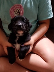 Labrador Retriever-Unknown Mix Puppy for sale in CLINTON, MA, USA