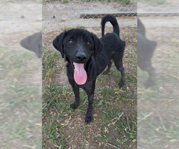 Medium Photo #1 Labrador Retriever-Unknown Mix Puppy For Sale in Conroe, TX, USA