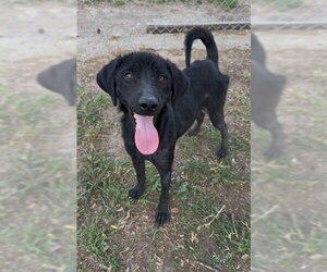 Labrador Retriever-Unknown Mix Dogs for adoption in Conroe, TX, USA