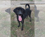 ARCHIE - Male Labrador Retriever-Unknown Mix Dog for Adoption - Small photo