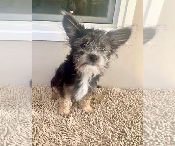 Medium Photo #13 Shih Tzu-Unknown Mix Puppy For Sale in Santa Clarita, CA, USA
